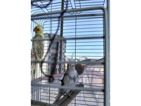 Sultan papağanı albino takım sancaktepe