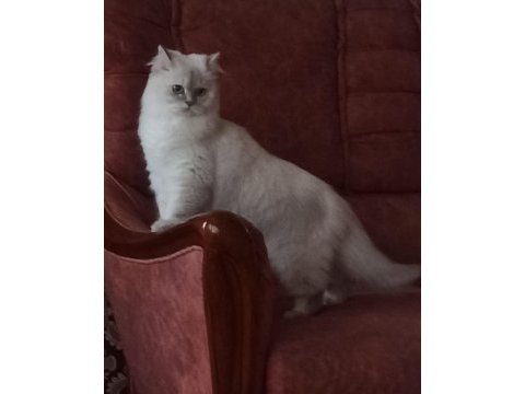 Golden british longhair bluepoint ay2233
