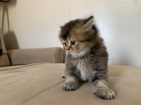 British longhair gold nadir renklerden