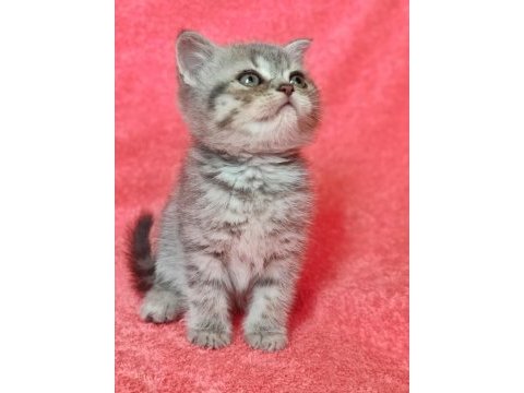 1 buçuk ve 2 aylık dişi ve erkek yavrular