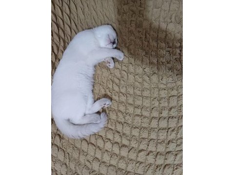 British shorthair kızımız şekeri sahiplendirmek istiyoruz
