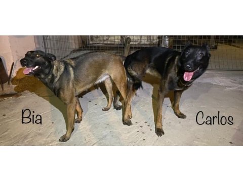 Safkan ırk garantili malinoisler