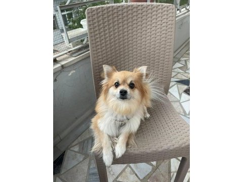 Çipine göre 4 yaşında aile köpeğimiz