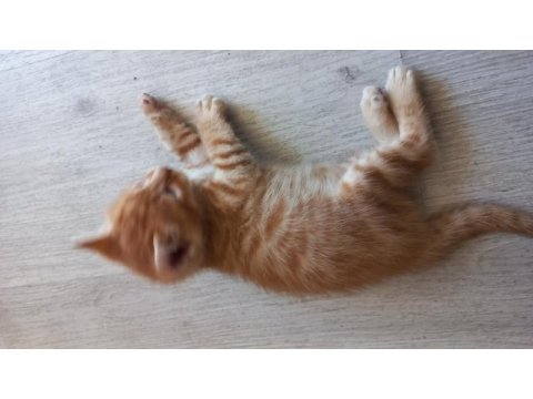 Minnoş kedimize yuva arıyoruz