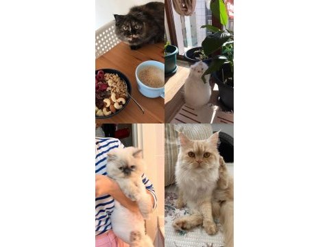 Chinchilla kedilerimize yuva arıyoruz