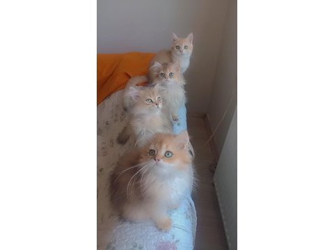 Full şecereli golden british longhair erkek ve dişi