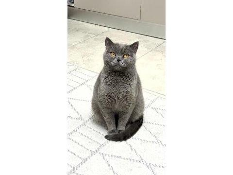 British shorthair kedimiz 1 yaşında