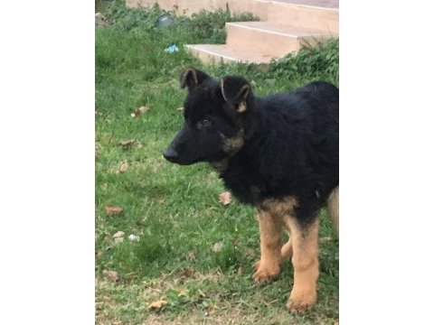 4 aylık safkan erkek alman çoban köpeği