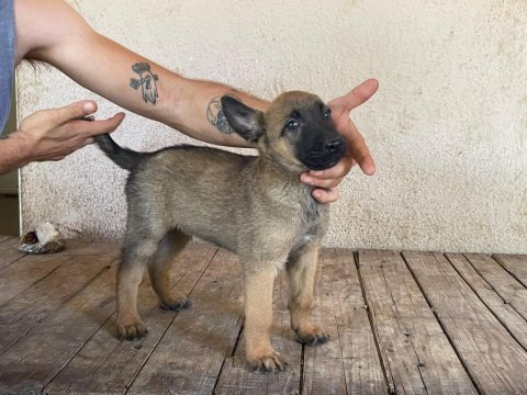 Koca patili malinois yavrumuz
