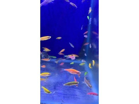Tetra genetik