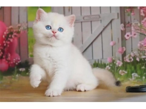 Kar beyaz silver british shorthair ns1133