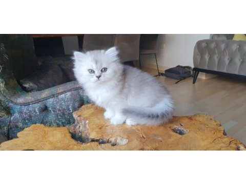 2 aylık biritish longhair