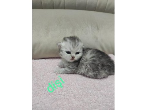 Scottish fold minikler sizleri bekliyor kendi kedilerim