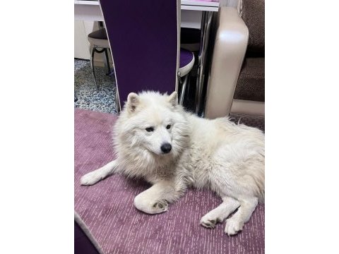 Samoyed 4 yaşında erkek
