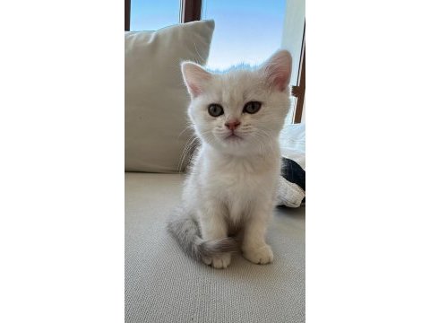 Orjinal dişi yavru