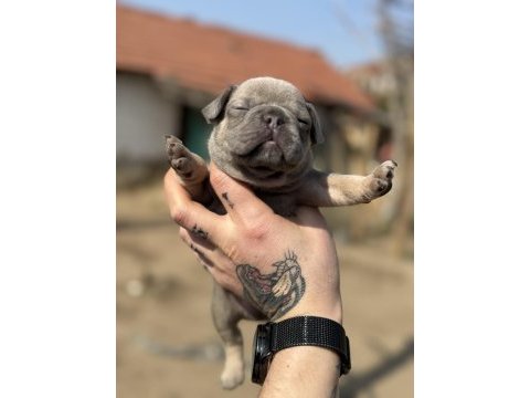 Mükemmel anatomi french bulldog bebekler