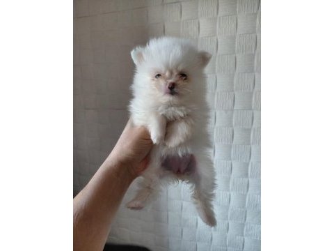 Dünya tatlısı pomeranian boo kaliteli bebekler