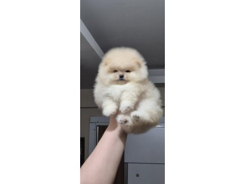 Üst kalite orijinal ırk ayı surat pomeranian boo dişi