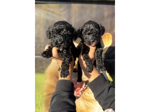 Siyah toy poodle bebekler ruhsatlı çiftlik 
