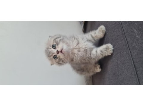 2 aylık dişi kedimiz sahiplendirme