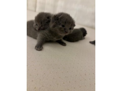 Blue point ve british shorthair