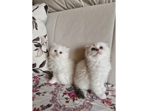 British longhair scottish straight