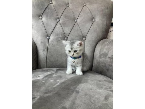 3 aylık uysal oyuncu kedı