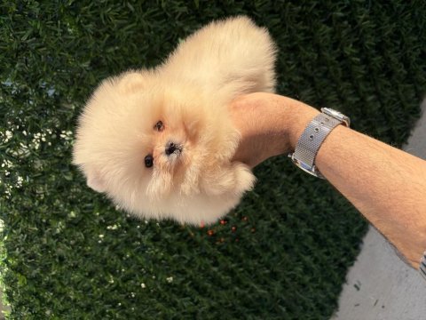 Orijinal ayıcık surat yakışıklı pomeranian