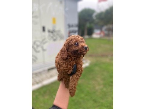 Toy poodle yavrularim ev üretimi