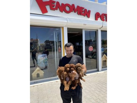 Wc eğitimli toy poodle yavrulr ankara mağzamzda görün