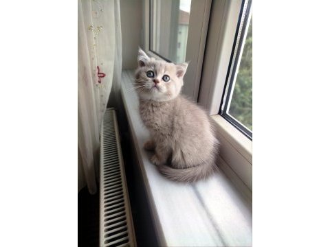British shorthair lilac dişi yavru