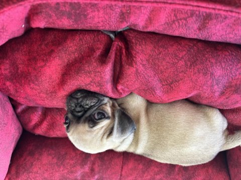 Pug bebekleri