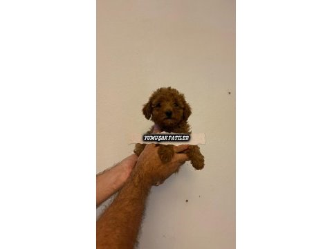 Red toy poodle