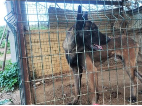 Kişi ve alan koruma malinois
