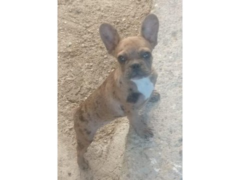 French bulldog dişi merle
