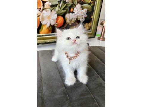 Kaliteli british longhair bebekler