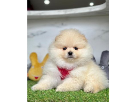 Safkan pomeranian boo bebekler