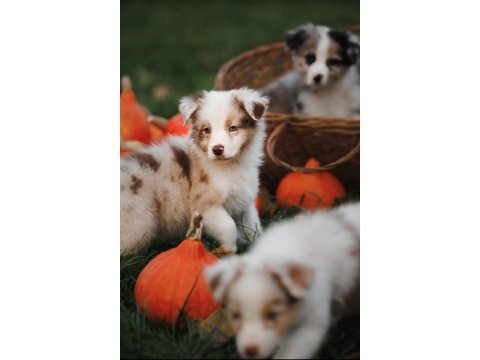 Çok iyi border collie yavruları istanbul