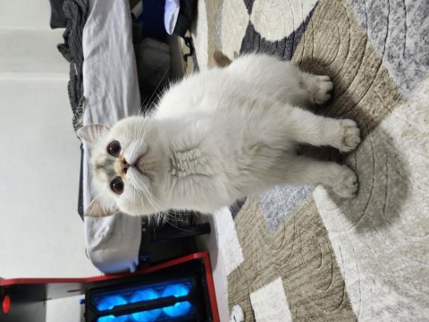 6 - 11 aylık arası blue point british shorthair