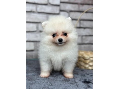 Pomeranian boo