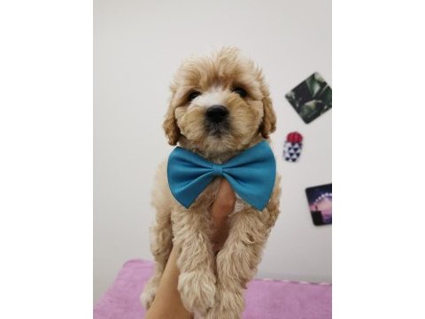 Maltipoo adrese teslim, kapıda ödeme yapabilirsiniz