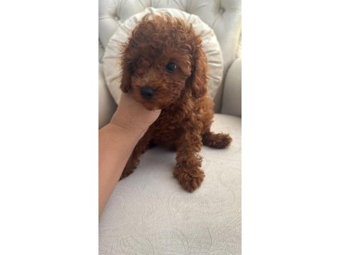 Toy poodle 3 aylık
