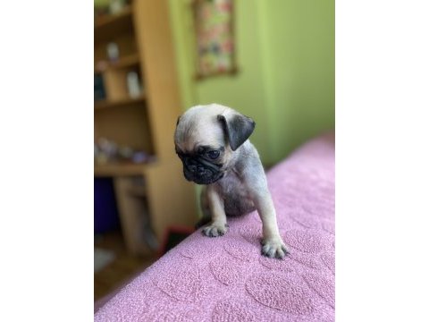 Sevimli yavru pug köpekler