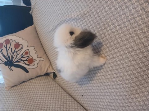 Hollanda lop yavru erkek tavşan