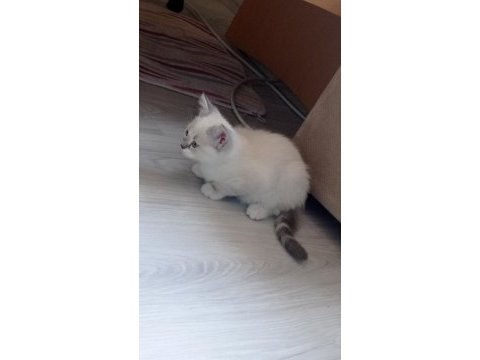 Kayseri 3 aylık british kedim