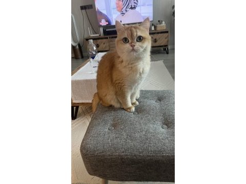 Golden british shorthair