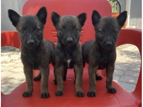 Yüksek kalitede safkan belçika malinois yavrular