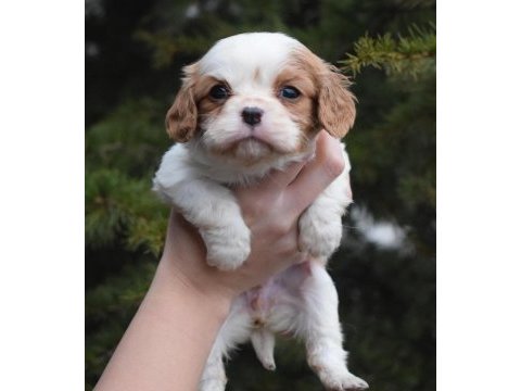 Kaliteli cavalier king charles spaniel yavruları