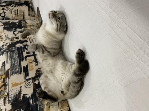 Scottish fold kedimize güzel bir yuva arıyoruz