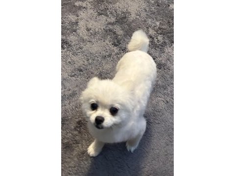 Pomeranian yavrumuza yuva arıyoruz